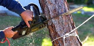 Best Arborist Consultation Services  in Colma, CA